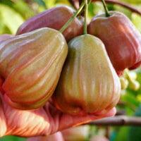 Grafteed Syzygium Aqueum Bajang – Flower Seeds