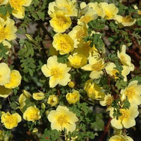 Rosa Xanthina Fragrant Wild Manchu Yellow Rose Shrub Cold Hardy – Perennial Garden Flower Seeds Product Image – High Quality Seeds for Gardeners