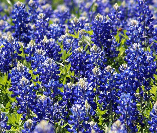 Texas Bluebonnet Lupinus Texensis – Perennial Garden Flower Seeds