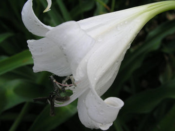 Crinum Lily False – Garden Flower Seeds for Planting