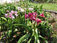Crinum Lily Sunbonnet Small-Size Bulb New Largest Bulb We Sell Wow