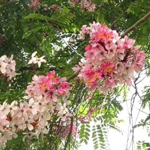 Pink Shower Cassia Javanica – Fragrant Flowering Tree Seeds
