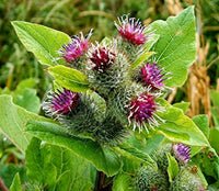 Burdock Flower Seeds for Planting
