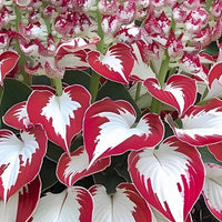 Hosta – Low Maintenance Perennial Flower Garden Seeds