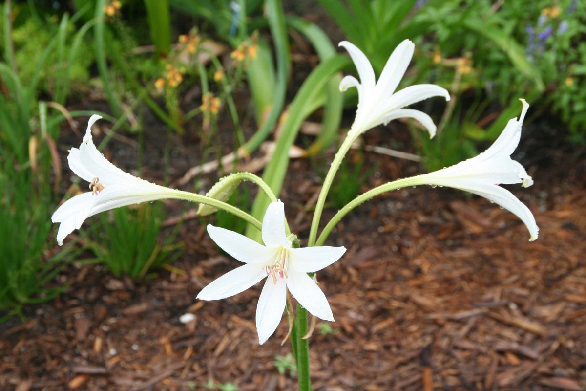 Crinum Lily Tennessee White Small-size Bulb New - Flower Seeds