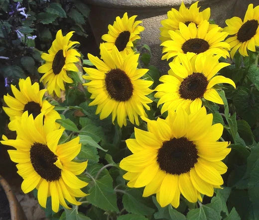 Sunflower Lemon Queen Helianthus Annuus – Bright Garden Flower Seeds