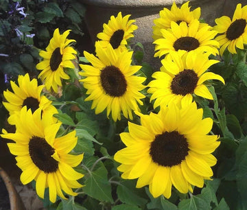 Sunflower Lemon Queen Helianthus Annuus – Bright Garden Flower Seeds