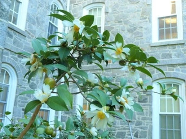 Camellia Oleifera – Fragrant Edible Tea Oil Shrub Seeds