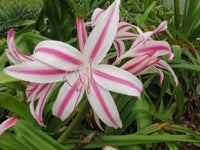 Crinum Lily Marisco Large Blooming-Size Bulb New