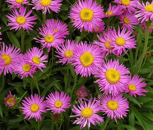 Aster Alpine Pink Aster Alpinus – Colorful Garden Flower Seeds