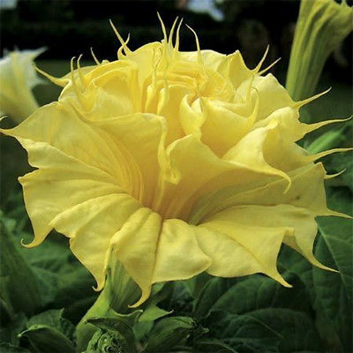 Datura Suaveolens Double Golden Queen – Garden Flower Seeds