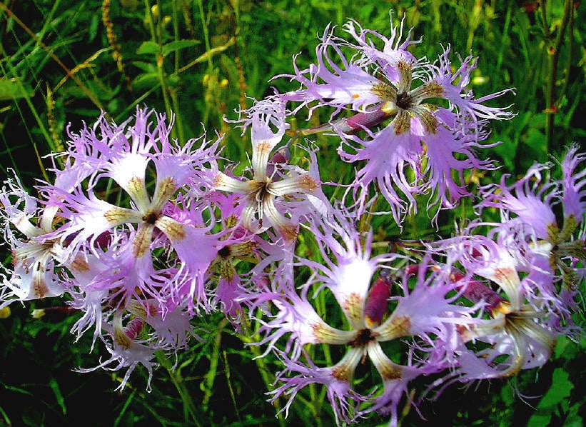 Fragrant Pink Dianthus Superbus – Fringed Garden Flower Seeds