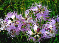 Fragrant Pink Dianthus Superbus – Fringed Garden Flower Seeds