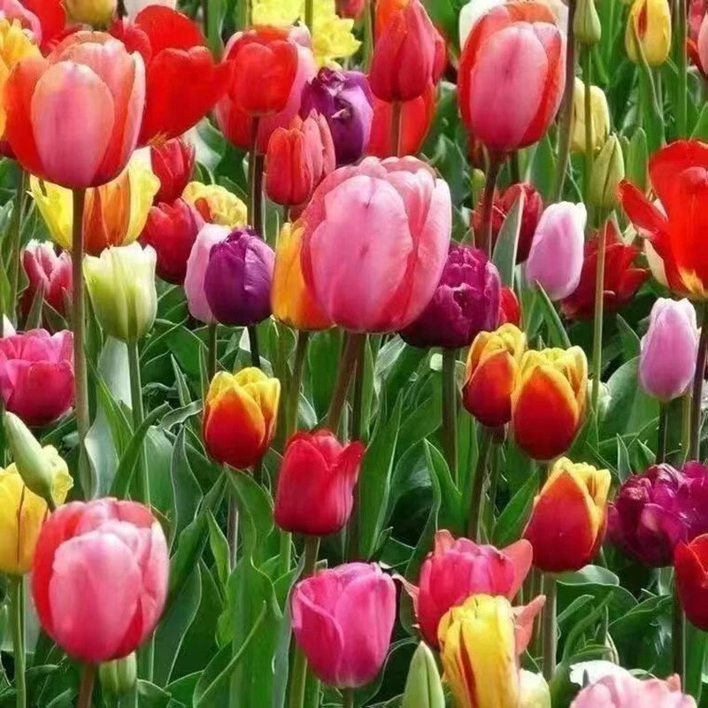 Tulip – Perennial Garden Flower Seeds