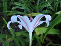 Crinum Lily Marcelle – Garden Flower Seeds