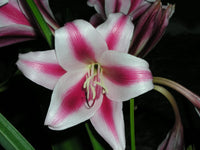 Crinum Lily Candy Twist Medium-size Bulb New - Flower Seeds