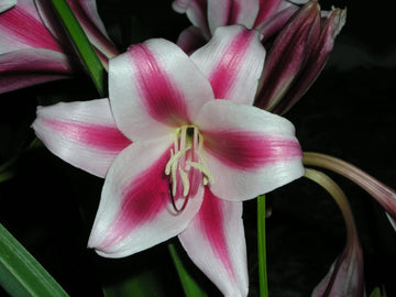 Crinum Lily Candy Twist Medium-size Bulb New - Flower Seeds