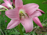 Crinum Lily Emma – Garden Flower Seeds