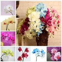 Heirloom Phalaenopsis Moth Orchid Perennial Bonsai Garden Flower Seeds - Flower Seeds