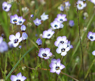 Birds Eye Gilia Tricolor – Colorful Garden Flower Seeds