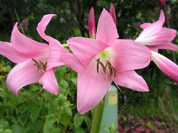 Crinum Lily Emma – Garden Flower Seeds for Planting
