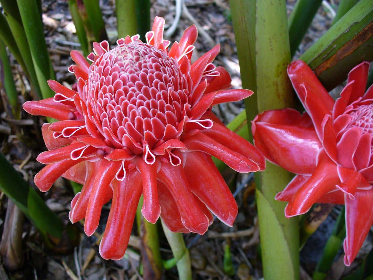 Etlingera Elatior Pink Torch Ginger Perennial Seeds