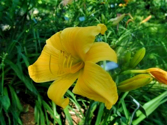 Full Reward Daylily Hemerocallis – Hardy Perennial Flower Seeds
