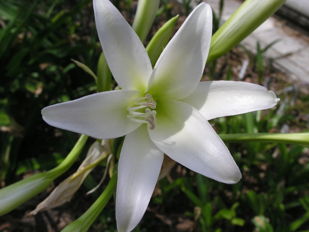 Crinum Lily Bulbispermum Album White Oak Large-size Bulb New - Flower