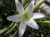 Crinum Lily Bulbispermum Album White Oak Large-size Bulb New - Flower