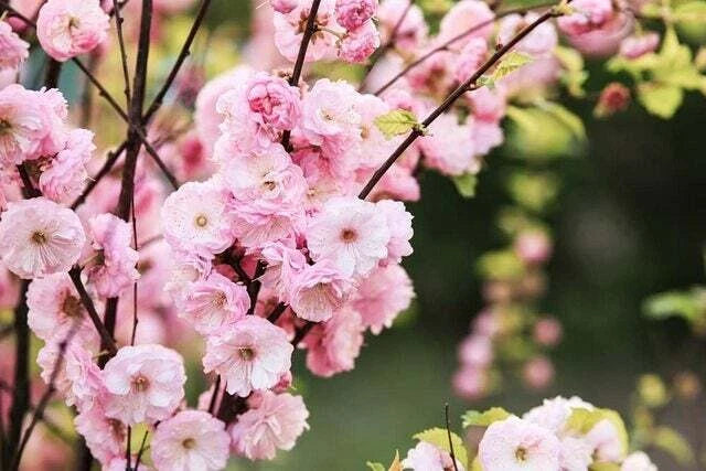 Flowering Plum Bonsai Tree Tree – Flower Seeds
