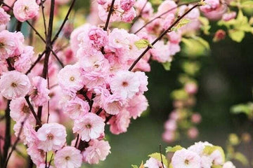 Flowering Plum Bonsai Tree Tree – Flower Seeds
