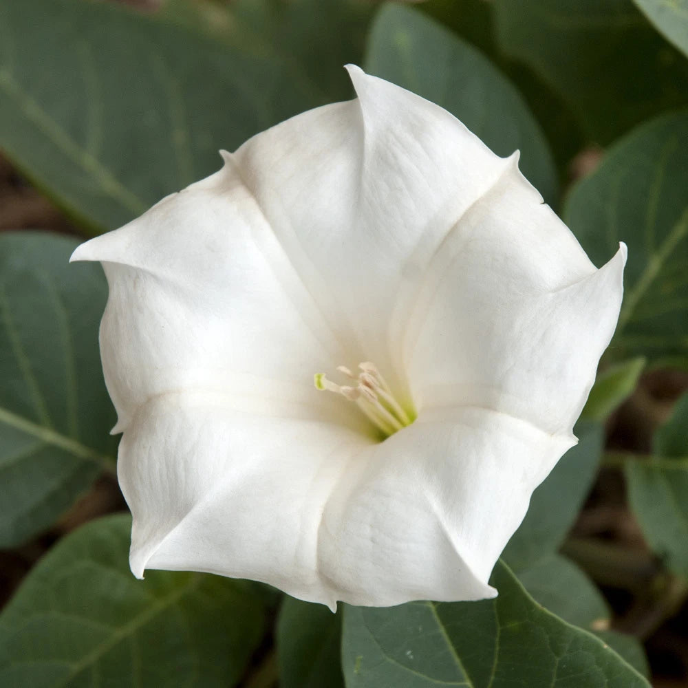 Moonflower Tall Night – Fragrant Flower Seeds for Planting