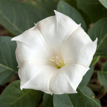 Moonflower Tall Night – Fragrant Flower Seeds for Planting