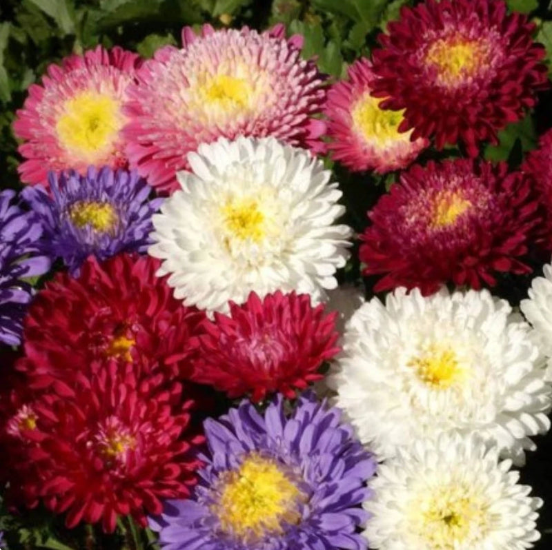 Aster Powder Puff Callistephus Chinensis Mixed Color Flower Seeds