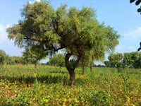 Prosopis Cineraria – Khejri Evergreen Tree Seeds