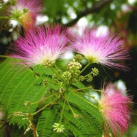 Acacia Confusa Formosa Wattle Hardy Tree Seeds