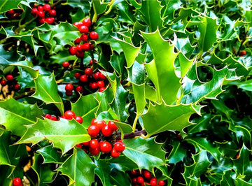 English Holly Flower Seeds for Planting