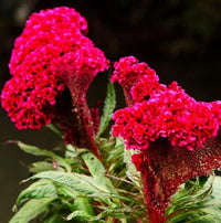 Mix Plumed Cockscomb – Mixed Herb Seeds for Planting