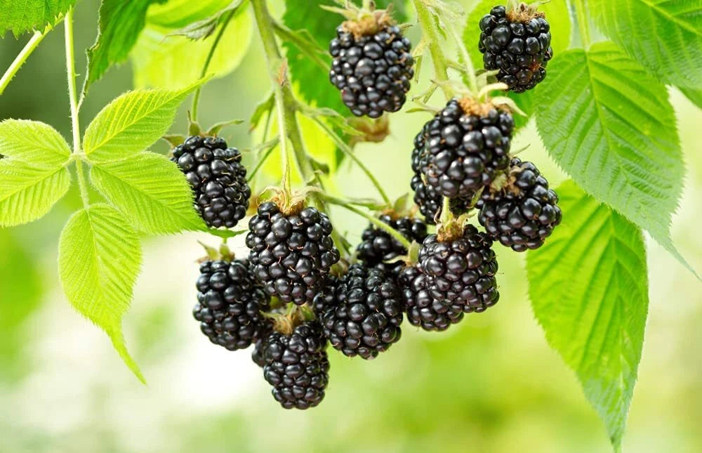 Wild BlackBerry – Hardy Fruit Tree Seeds