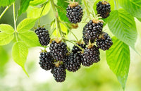 Wild BlackBerry – Hardy Fruit Tree Seeds