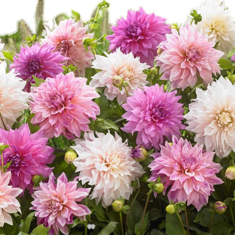Dahlia Variabilis Pompone – Mixed Flower Seeds