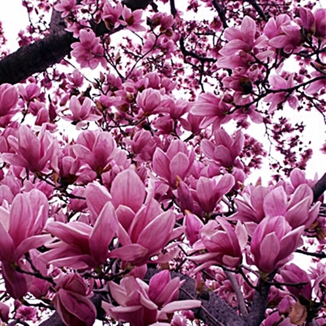 Magnolia Liliiflora – Tulip Lily Shrub Flower Seeds