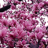 Magnolia Liliiflora – Tulip Lily Shrub Flower Seeds