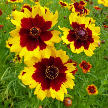 Lb Plains Coreopsis Wildflower Seeds Everwilde Farms Mylar Seed Packet – Perennial Flower Seeds Product Image – High Quality Seeds for Gardeners