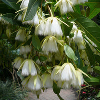Elaeocarpus Floribundus Flowering Tree Indian Olive Jolpai Usa – Hardy Fruit Tree Seeds Product Image – High Quality Seeds for Gardeners