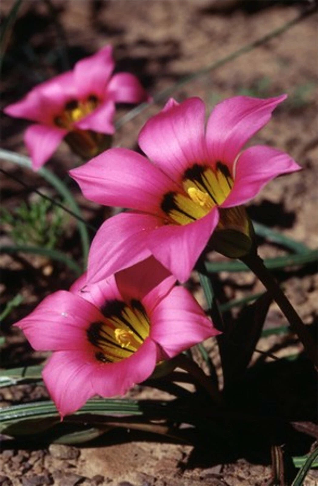 Romulea Subfistulosa – South African Flowering Bulb Seeds