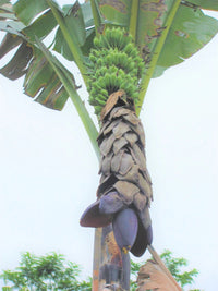 Bhimkol Banana Musa Balbisiana Fruit Tree Seeds