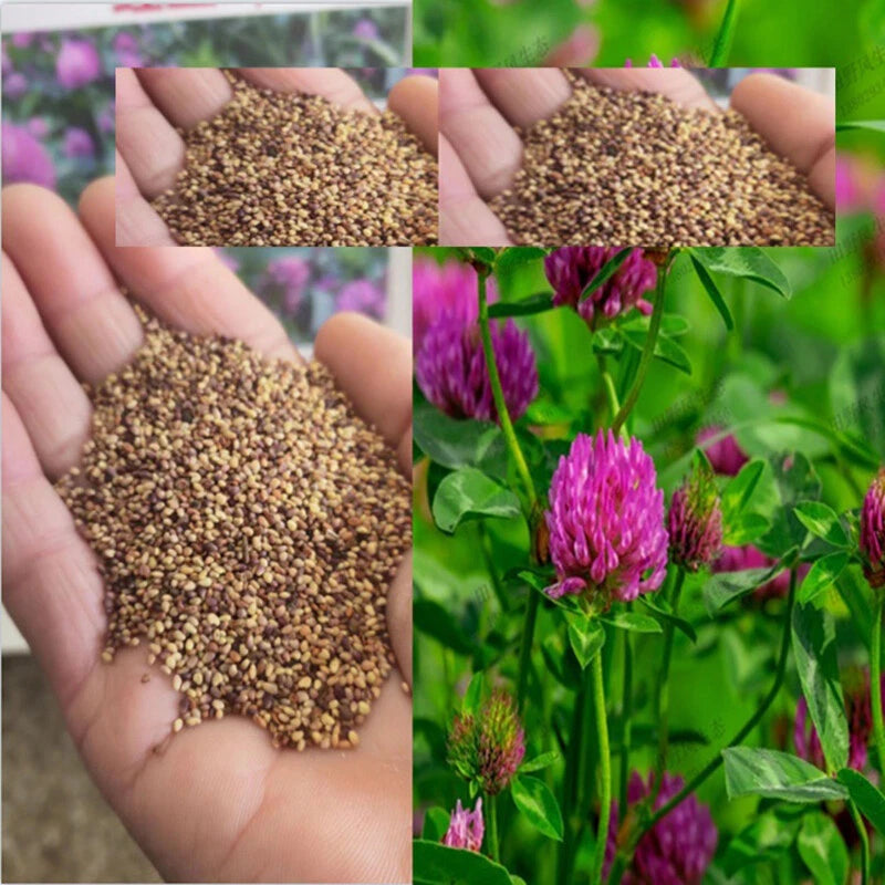 Red Clover Trifolium Pratense – Garden Cover Crop Seeds