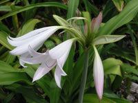 Crinum Lily Maiden S Blush Small-Size Bulb New Fragrant