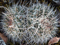 Mammillaria Nejapensis – Decorative Cactus Garden Seeds